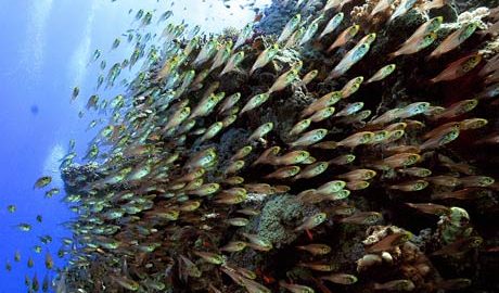 COP15-climate-change-and--002