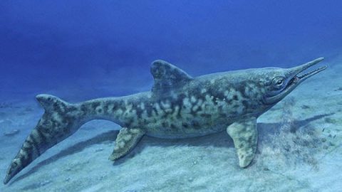 Ихтиозавр Phalarodon. Фото с сайта http://old.archeo-news.ru/