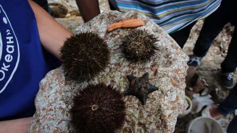 иглокожие залива Петра великого