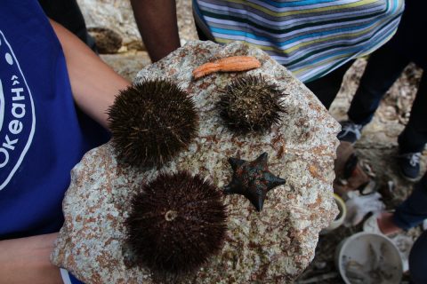 иглокожие залива Петра великого