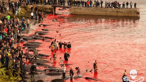 на фарерских островах