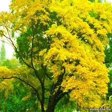 Бархат амурский - настоящий реликт Дальнего Востока