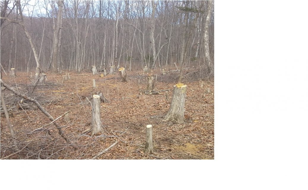 1_Исток Черной Речки_вырубка