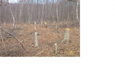 1_Исток Черной Речки_вырубка