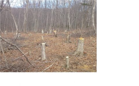 1_Исток Черной Речки_вырубка