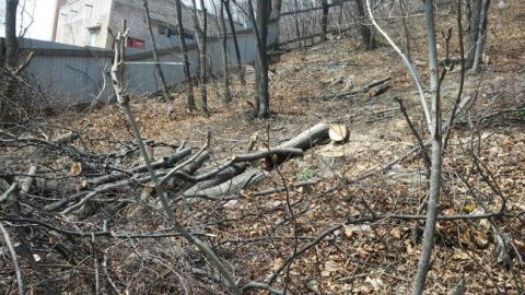 0_22984100_1461322737_l