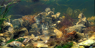Oyster-reef_695x352