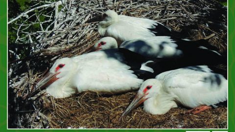Болоньский заповедник_Далтневосточный аист-символ Амура_Фото Юрий Гафаро