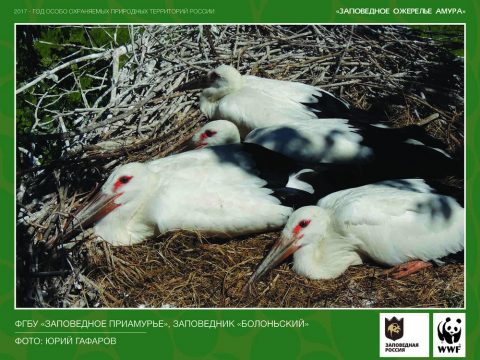 Болоньский заповедник_Далтневосточный аист-символ Амура_Фото Юрий Гафаро