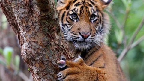 Суматранский тигр