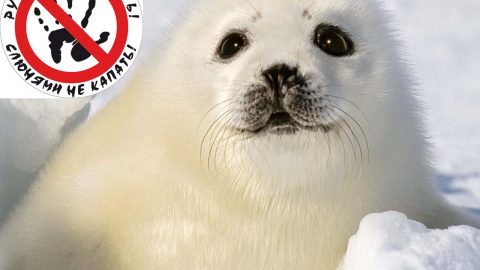seals_don't_touch_it