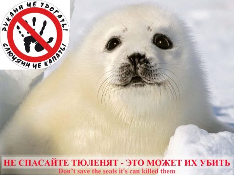 seals_don't_touch_it