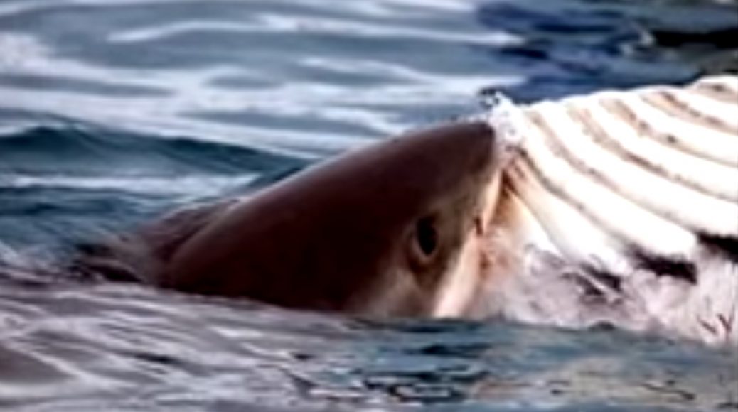 die_whale_shark