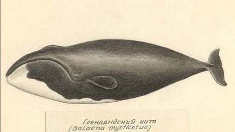 Источник: https://www.instagram.com/p/BXnKFu6lrPe/?tagged=гренландскийкит