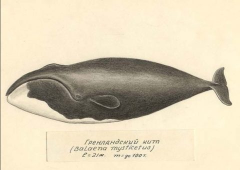 Источник: https://www.instagram.com/p/BXnKFu6lrPe/?tagged=гренландскийкит