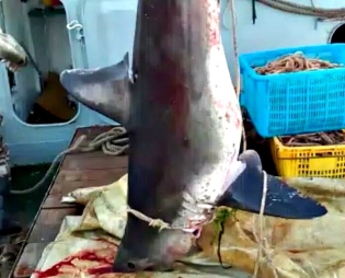 315_774ee0ba0e7732a88a913bacb8194b2f