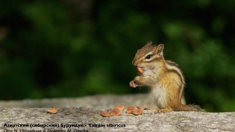1 Бурундук ест орехи
