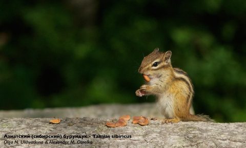1 Бурундук ест орехи