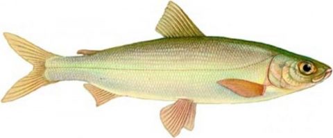 байкальский омуль