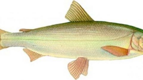 байкальский омуль