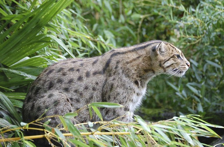 Например, кошка-рыболов из Юго-Восточной Азии.