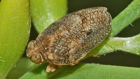 2Issidae_-_Issus_coleoptratus-000-e1519132176480