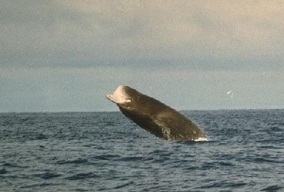 Фото с сайта: http://mlekopitajuschie.ru/semejstvo-kljuvorylye-iphiidae/vysokol