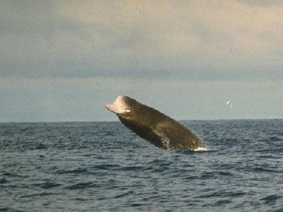 Фото  с сайта: http://mlekopitajuschie.ru/semejstvo-kljuvorylye-iphiidae/vysokol