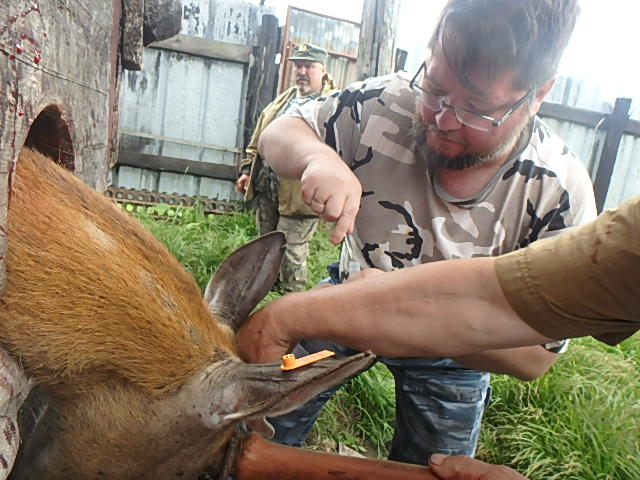 клещей с оленей - 1