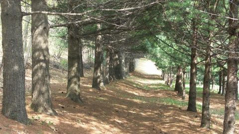 сосны Веймутовой 1