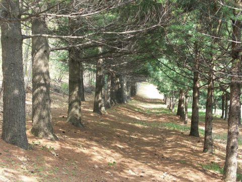 сосны Веймутовой 1