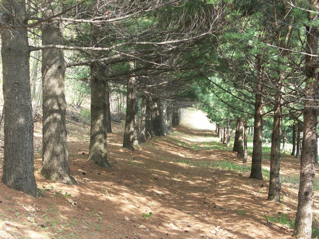 сосны Веймутовой 1