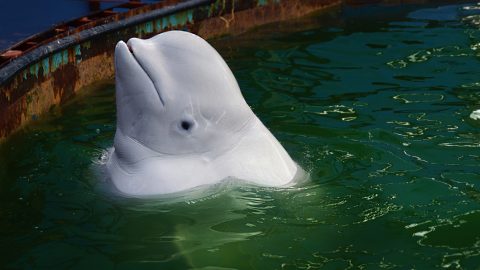 Белуха Рокси. Фото: Наталья Макеева