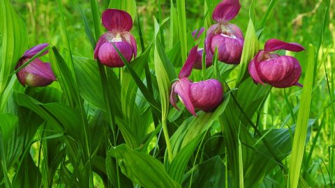 башмачок крупноцветковый, Красная книга России, на лицензионном участке