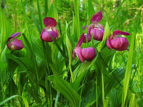 башмачок крупноцветковый, Красная книга России, на лицензионном участке