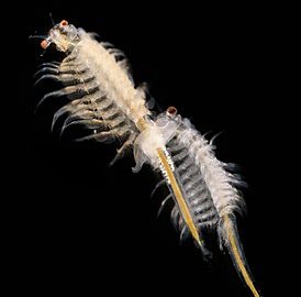 274px-Artemia_salina_2