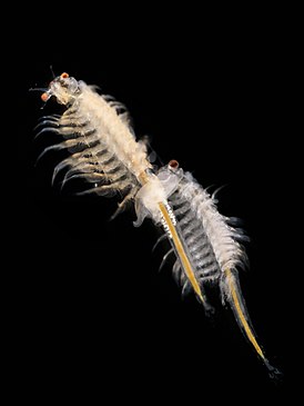 274px-Artemia_salina_2
