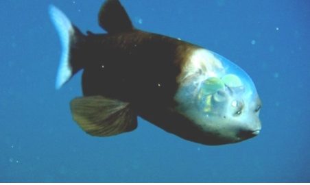 docsDrozdovdiplom001