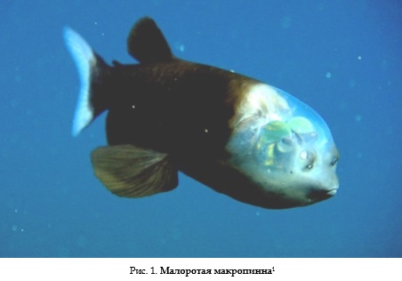 docsDrozdovdiplom001