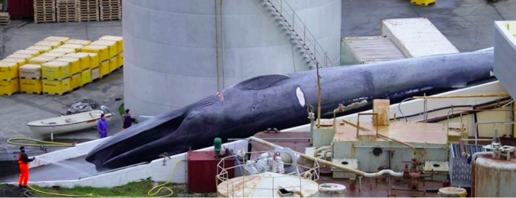 95417838_595771464622317_2495411307902140416_o