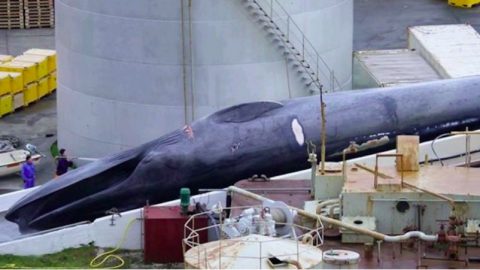 95417838_595771464622317_2495411307902140416_o